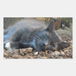 Sleepy Shady Cat-Stickers Rechthoekige Sticker