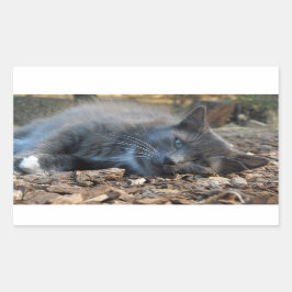 Sleepy Shady Cat-Stickers Rechthoekige Sticker