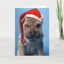Sleepy Shar Pei x mas Kersthond