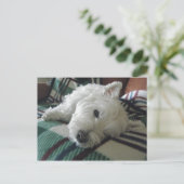 Sleepy Sofa Westie Photo Briefkaart (Staand voorkant)