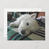 Sleepy Sofa Westie Photo Briefkaart (Voorkant / Achterkant)
