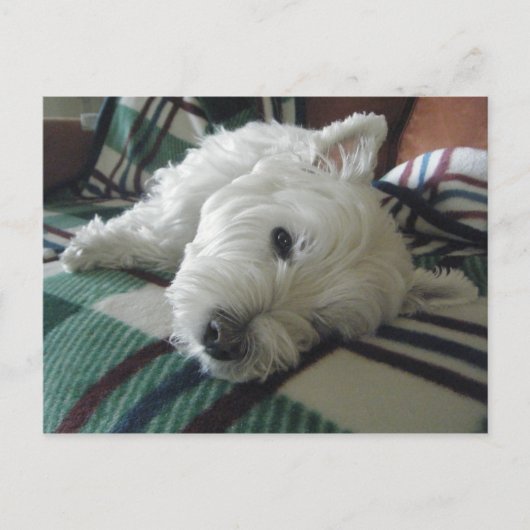 Sleepy Sofa Westie Photo Briefkaart (Voorkant)