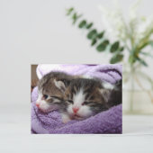 Sleepy soft kittens blijven warm briefkaart (Staand voorkant)