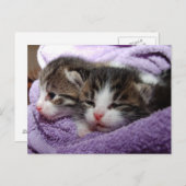 Sleepy soft kittens blijven warm briefkaart (Voorkant / Achterkant)