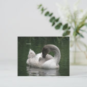 Sleepy Swan Briefkaart (Staand voorkant)
