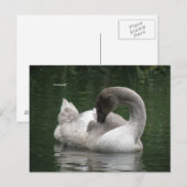 Sleepy Swan Briefkaart (Voorkant / Achterkant)