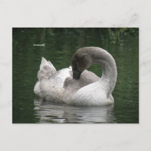 Sleepy Swan Briefkaart