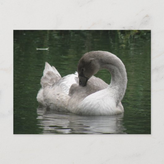 Sleepy Swan Briefkaart (Voorkant)