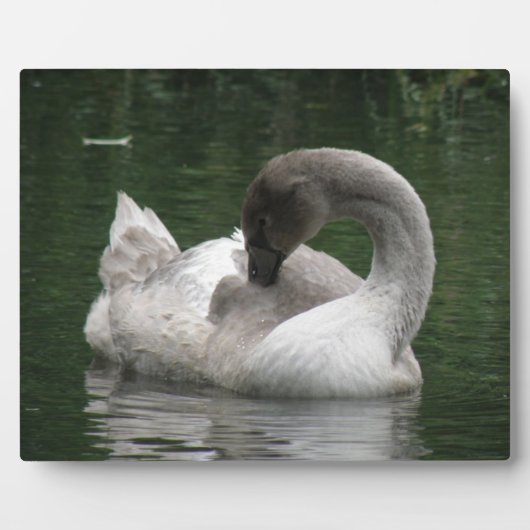 Sleepy Swan Plaque Fotoplaat (Voorkant)