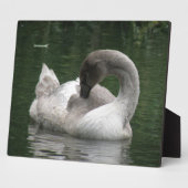 Sleepy Swan Plaque Fotoplaat (Zijkant)