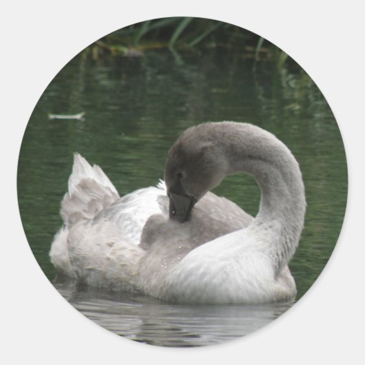 Sleepy Swan Stickers (Voorkant)