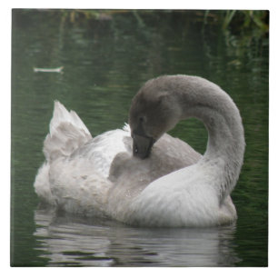 Sleepy Swan Tile Tegeltje