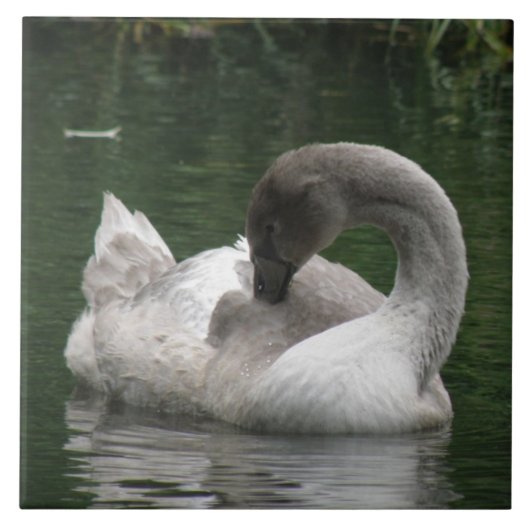 Sleepy Swan Tile Tegeltje (Voorkant)