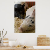 Sleepy Swine Poster (Keuken)