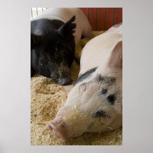 Sleepy Swine Poster (Voorkant)