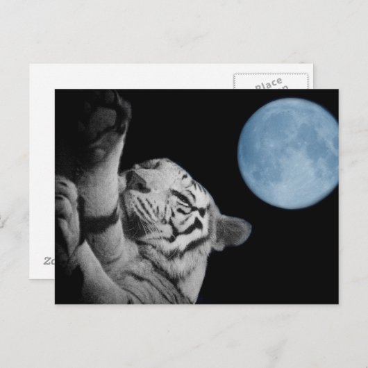 Sleepy Tiger Briefkaart (Voorkant / Achterkant)