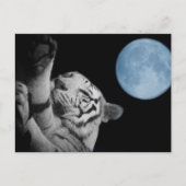 Sleepy Tiger Briefkaart (Voorkant)