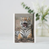 Sleepy Tiger Briefkaart (Staand voorkant)