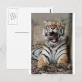 Sleepy Tiger Briefkaart (Voorkant / Achterkant)