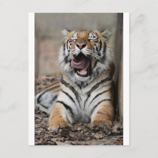 Sleepy Tiger Briefkaart (Voorkant)