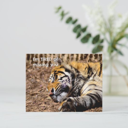 Sleepy Tiger Briefkaart (Staand voorkant)