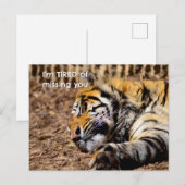 Sleepy Tiger Briefkaart (Voorkant / Achterkant)