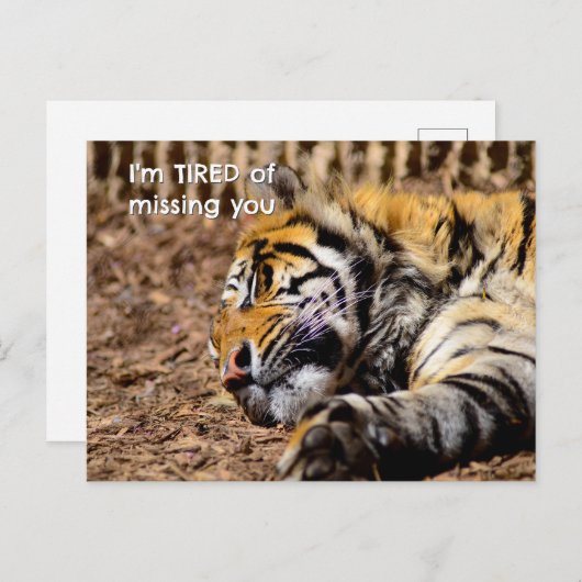 Sleepy Tiger Briefkaart (Voorkant / Achterkant)