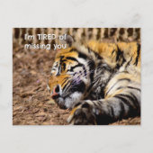 Sleepy Tiger Briefkaart (Voorkant)