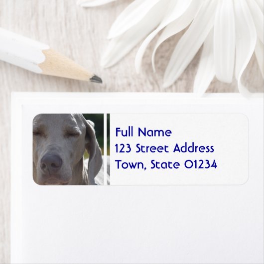 Sleepy Weimaraner Etiket (Insitu)