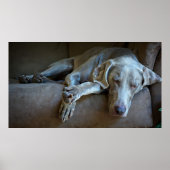 Sleepy Weimaraner Poster (Voorkant)