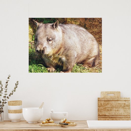 Sleepy Wombat-Poster Poster (Keuken)