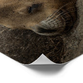 Sleepy Zee Lion - Sleeping Wildlife Fotografie Poster (Hoek)