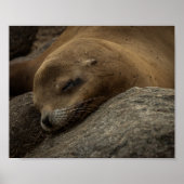 Sleepy Zee Lion - Sleeping Wildlife Fotografie Poster (Voorkant)
