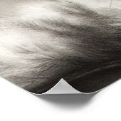 Sleepyhead Main Coon Cat Poster (Hoek)