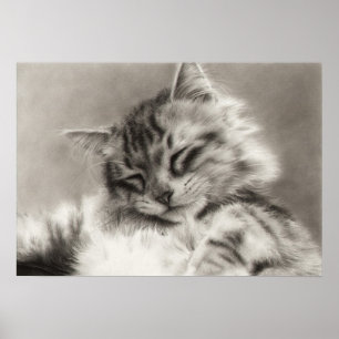 Sleepyhead Main Coon Cat Poster