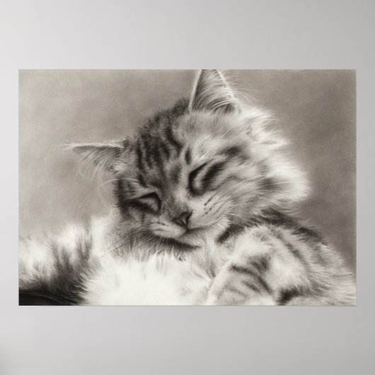 Sleepyhead Main Coon Cat Poster (Voorkant)