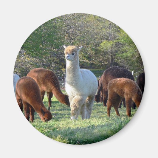 Sleigh Belle Magneet (Voorkant)