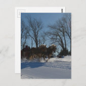 Sleigh ride Stowe Vermont Briefkaart (Voorkant / Achterkant)