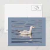 Slender-billed Zeemeeuw Briefkaart (Voorkant / Achterkant)