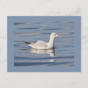 Slender-billed Zeemeeuw Briefkaart