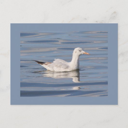 Slender-billed Zeemeeuw Briefkaart (Voorkant)