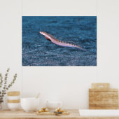 Slender Dragonet Poster (Keuken)