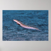 Slender Dragonet Poster (Voorkant)