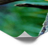 Slender Mongoose Galerella Sanguinea Poster (Hoek)