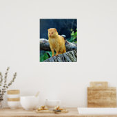 Slender Mongoose Galerella Sanguinea Poster (Keuken)