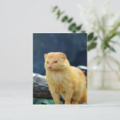 Slender Mongoose wacht op mama liefde Briefkaart (Staand voorkant)