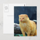 Slender Mongoose wacht op mama liefde Briefkaart (Voorkant / Achterkant)