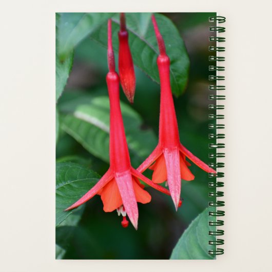 Slender Red Fuchsia Flowers Floral Notitieboek (Achterkant)