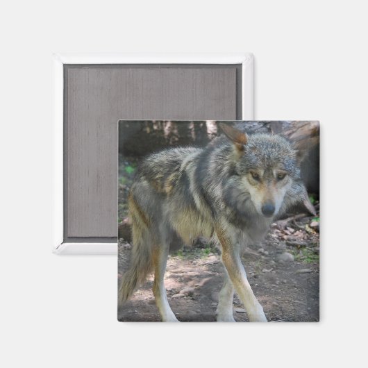 Slepende wolf magneet (Voorkant / Achterkant)