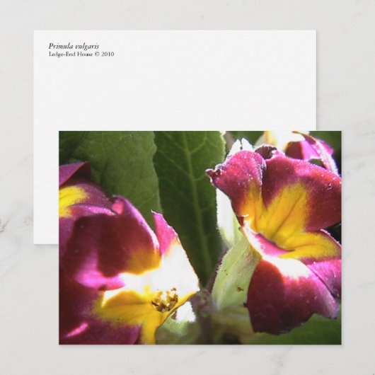 sleutelbloemen briefkaart (Voorkant / Achterkant)